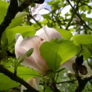 Magnolia soul. 'Alexandrina'
