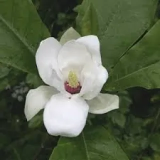 Magnolia sieboldii 'Ashei'