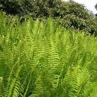 Matteuccia struthiopteris