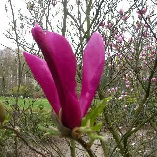Magnolia 'Susan'