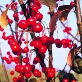 Malus 'Velvet Pilar'