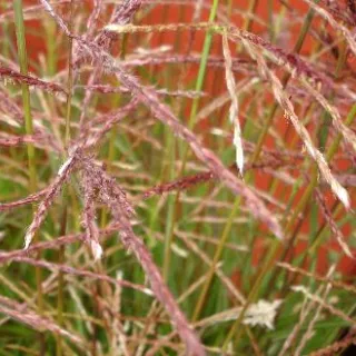 Miscanthus sin. 'Ferner Osten'