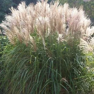 Miscanthus sin. 'Silberfeder'