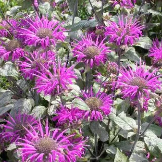 Monarda 'Blaustrumpf'