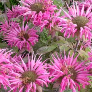 Monarda 'Croftway Pink'