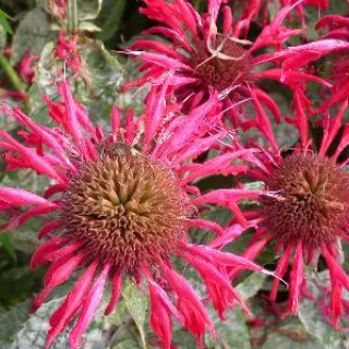 Monarda 'Gardenview Scarlet'