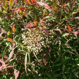 Nandina domestica