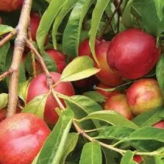 Nectarin Mad. Blanchet