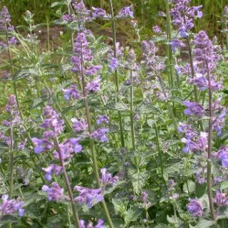 Nepeta faassenii 'Six Hills Giant'