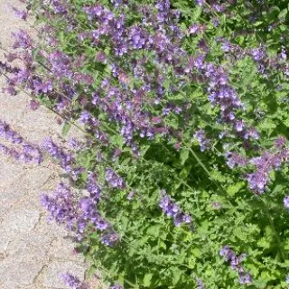 Nepeta faassenii 'Walker's Low'