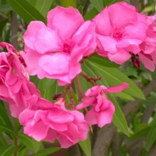 Nerium oleander