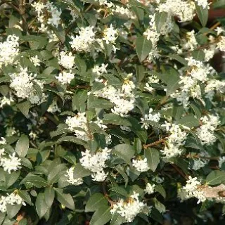 Osmanthus burkwoodii