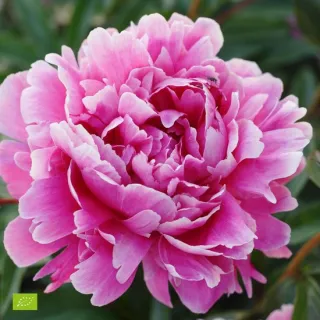 Paeonia (LD) 'Dr Alexand. Fleming'