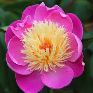 Paeonia 'Bowl of Beauty