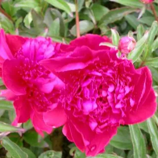 Paeonia 'Inspecteur Lavergne'