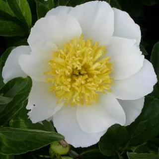 Paeonia 'Jan Van Leeuwen'