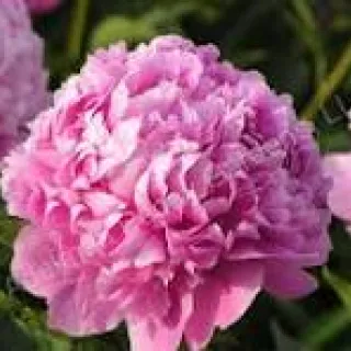 Paeonia 'Monsieur Jules Elie'