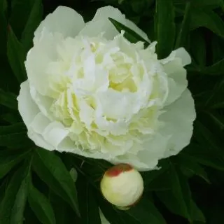 Paeonia (LD) 'Duchesse de Nemours'