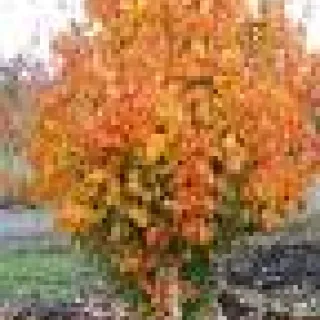 Parrotia pers. VANESSA