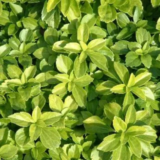Pachysandra term. 'Green Carpet'