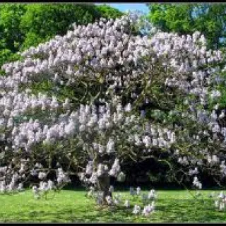 Paulownia tomentosa
