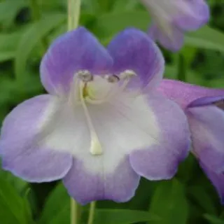 Penstemon 'Alice Hindley'