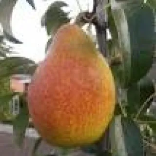 PEER Ananas de courtrai