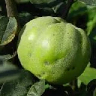 KWEEPEER cydonia 'aromatnaya'