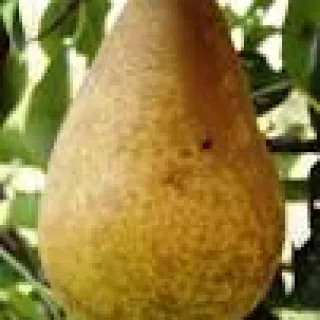 PEER Triomph de Vienne