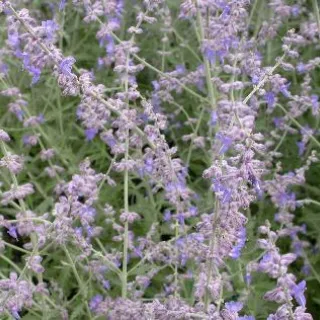 Perovskia atripl. 'Little Spire'