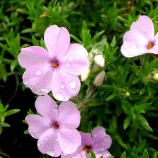 Phlox (D) EVA