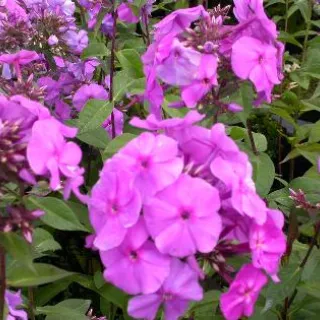 Phlox (P) 'Amethyst'