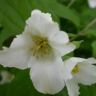 Philadelphus 'Belle Etoile'