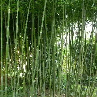 Phyllostachys bissetii