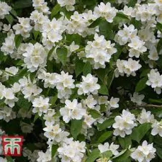 Philadelphus coronarius