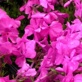 Phlox (S) 'Daniel's Cushion'