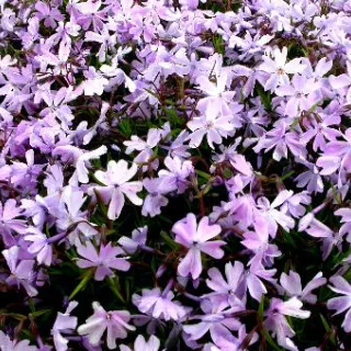 Phlox (S) 'Emerald Cushion Blue'