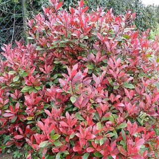 Photinia fraseri 'carree rouge'