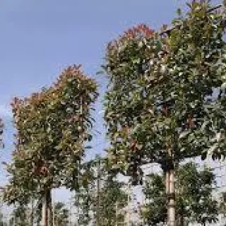 Photinia fraseri 'Red Robin compact'