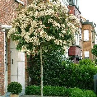 Photinia fraseri 'Red Robin'