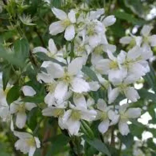 Philadelphus 'Lemoinei'