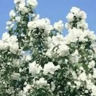 Philadelphus 'Virginal'