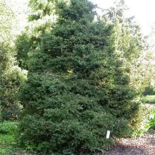 Picea abies