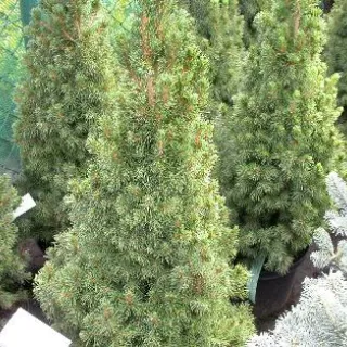 Picea glauca 'Conica'