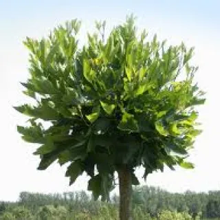 Platanus ac. 'Alphons Globe'