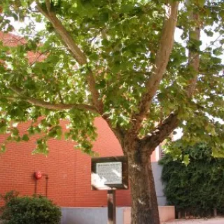 Platanus acerifolia