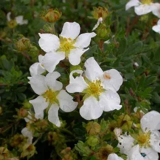 Potentilla frut. 'Abbotswood'