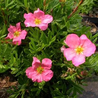 Potentilla BLINK (roos)
