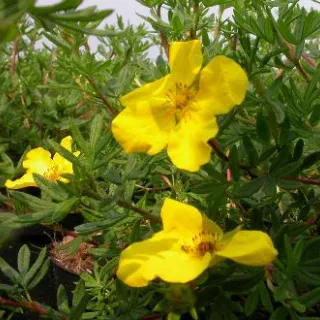 Potentilla frut. 'Goldfinger'
