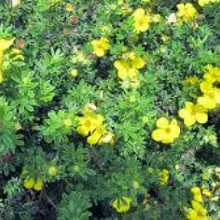 Potentilla frut. 'Klondike'